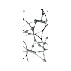 犀牛盾NX (MagSafe 兼容)背板 - iPhone 15 - 【聯名設計款】 - WISDOM - SILK