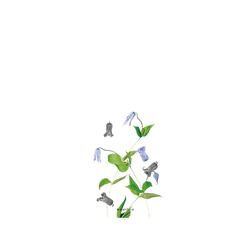 iPhone 17 SolidX (MagSafe 兼容)  Plantica 回響 – 淡縹
