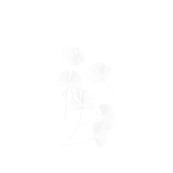 犀牛盾NX系列背板 - iPhone Air - 【獨家設計款】 - 草綠系列-蒲公英