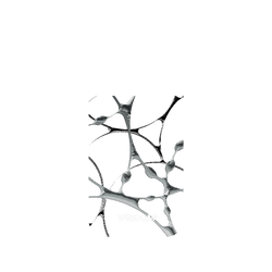 犀牛盾NX (MagSafe 兼容)背板 - iPhone 17 Pro - 【聯名設計款】 - WISDOM - SILK