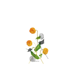 iPhone 17e Clear  Plantica 回響 – 麴色