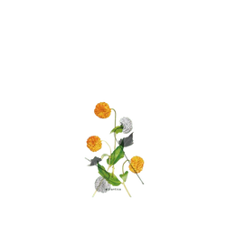 Galaxy S26 FE SolidX  Plantica 回響 – 麴色