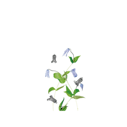 iPhone 17e Clear  Plantica 回響 – 淡縹