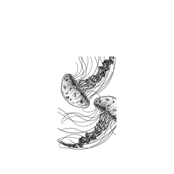 Pixel 11 SolidX  MYMY REVERZ TATTOO MEDUSE